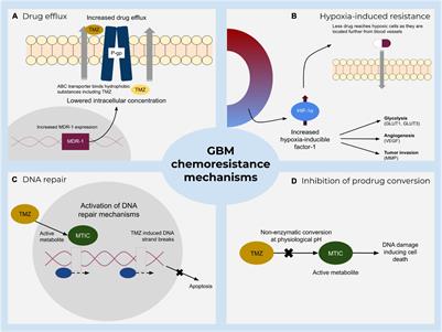 Critical View of Novel Treatment Strategies for Glioblastoma: Failure and Success of Resistance Mechanisms by Glioblastoma Cells